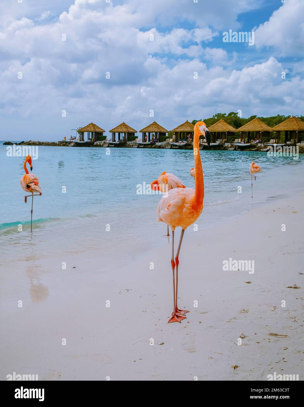 Aruba beach with pink flamingos at the beach, flamingo at the beach in ...