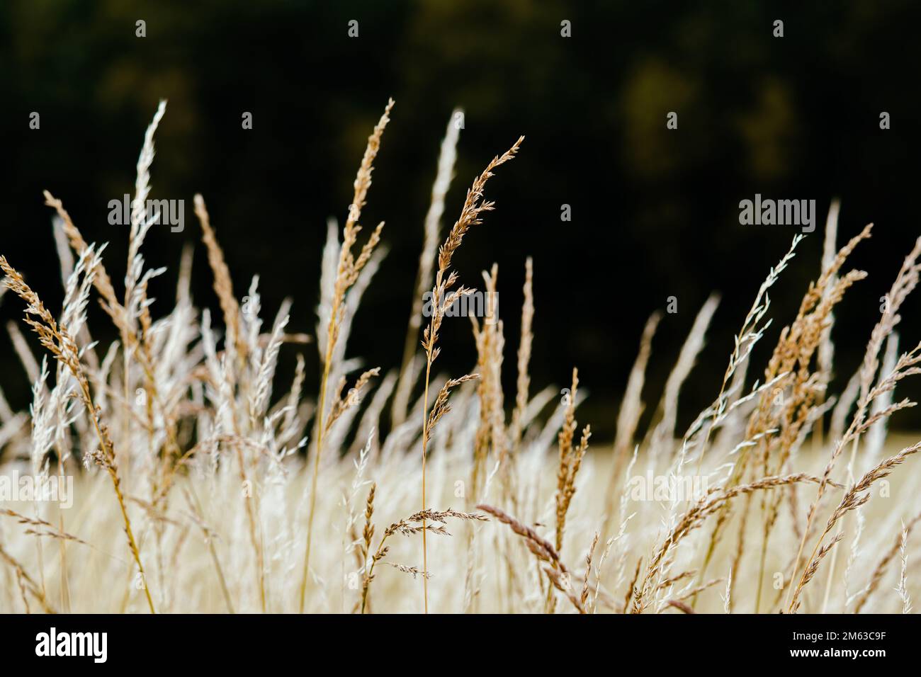 Golden dry grass hi-res stock photography and images - Alamy