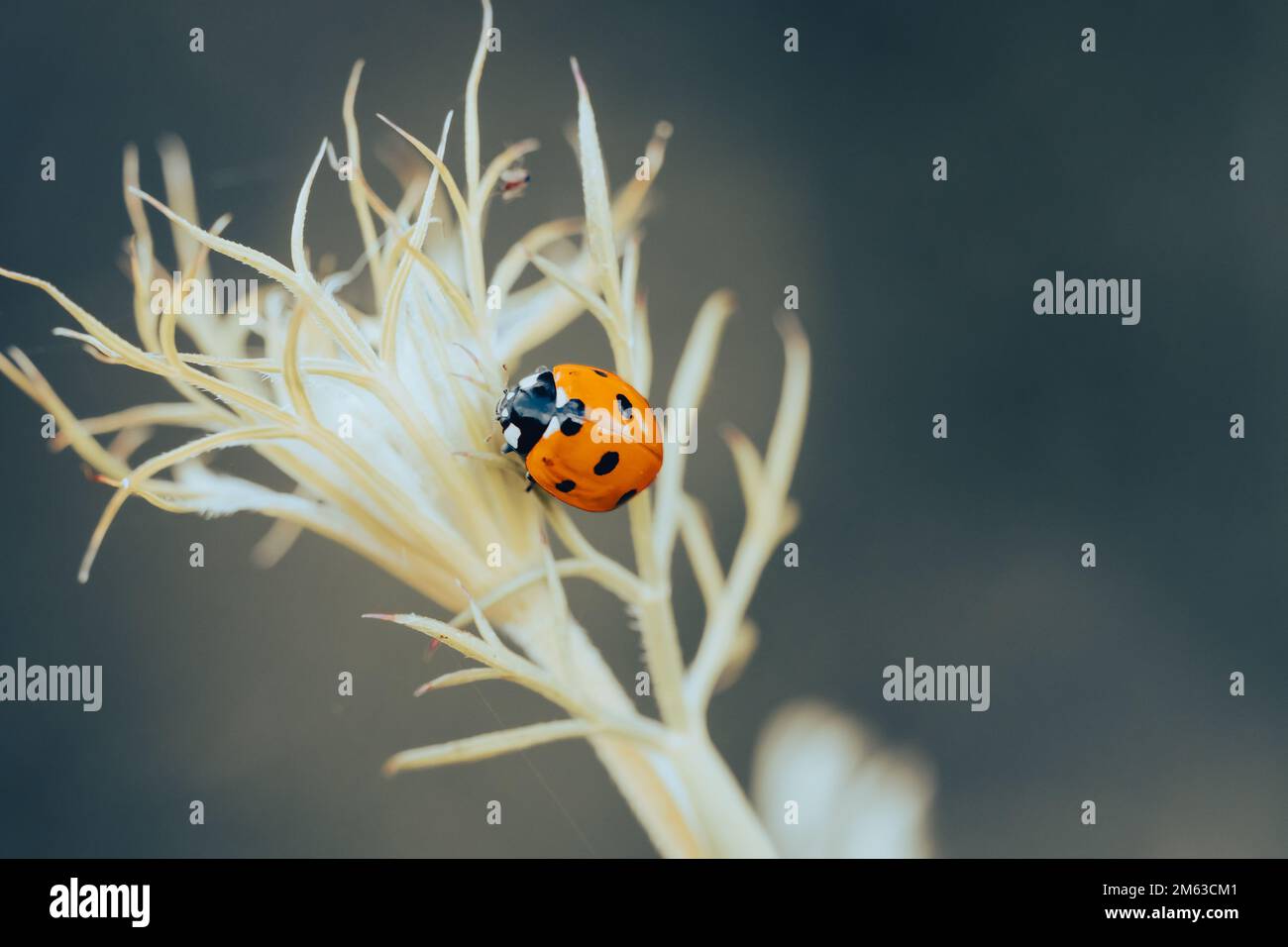 Ladybug close-up on a plant in a natural environment. Coccinellidae ...