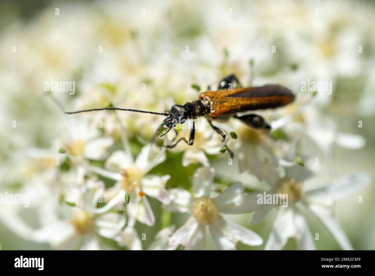 A red-brown Longhorn Beetle collects nectar on a white flower. Beetle close-up. Stictoleptura rubra. Stock Photo