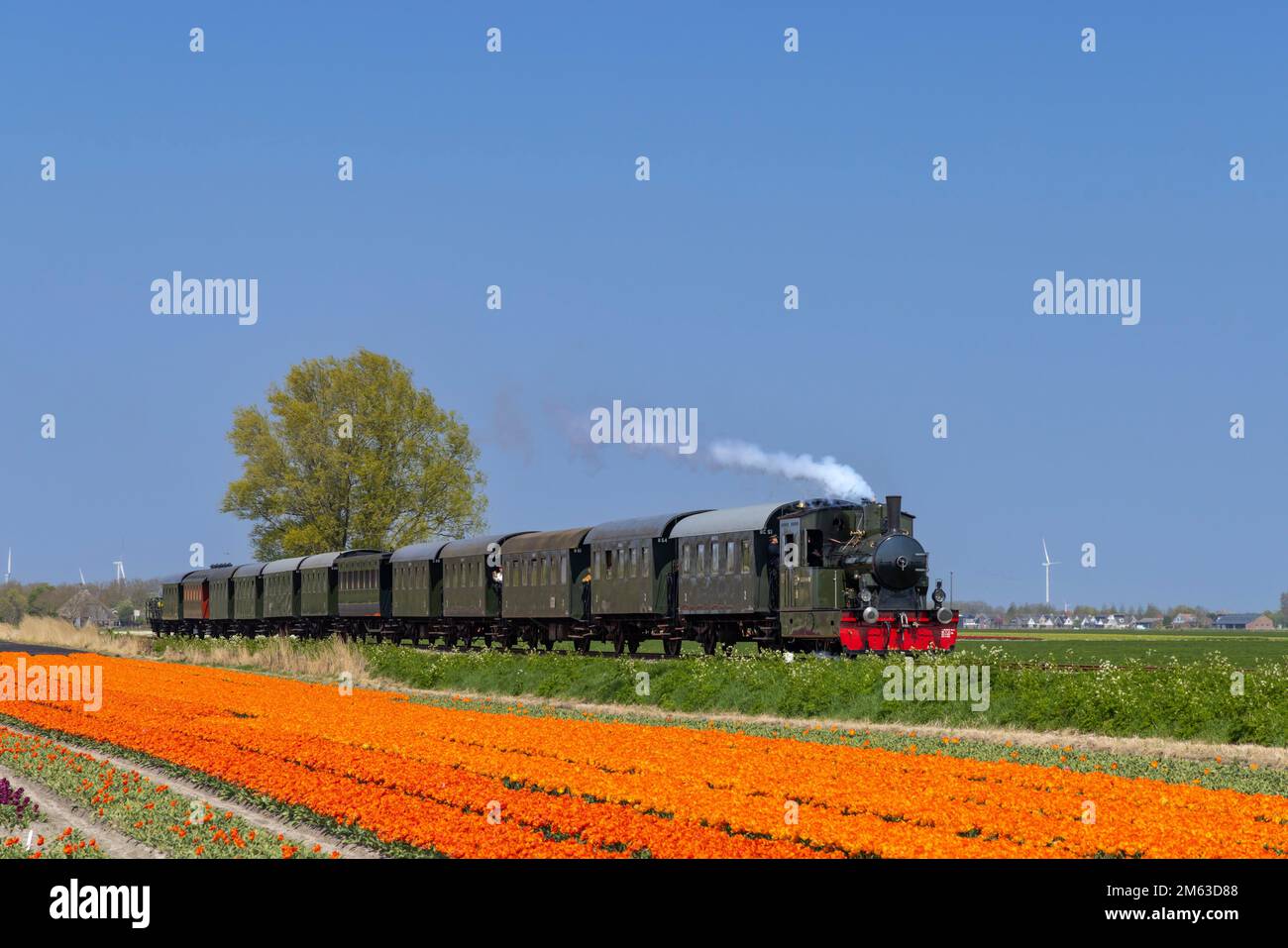 steam trai with tulip field, Hoorn - Medemblik, Noord Holland, Netherlands. Stock Photo