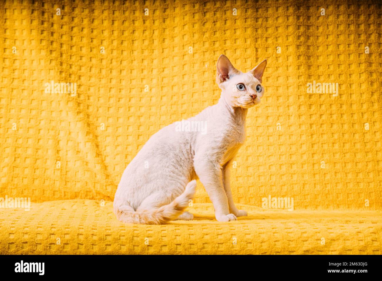 Young White Devon Rex Kitten Kitty. Short-haired Blue-eyed Cat Of ...