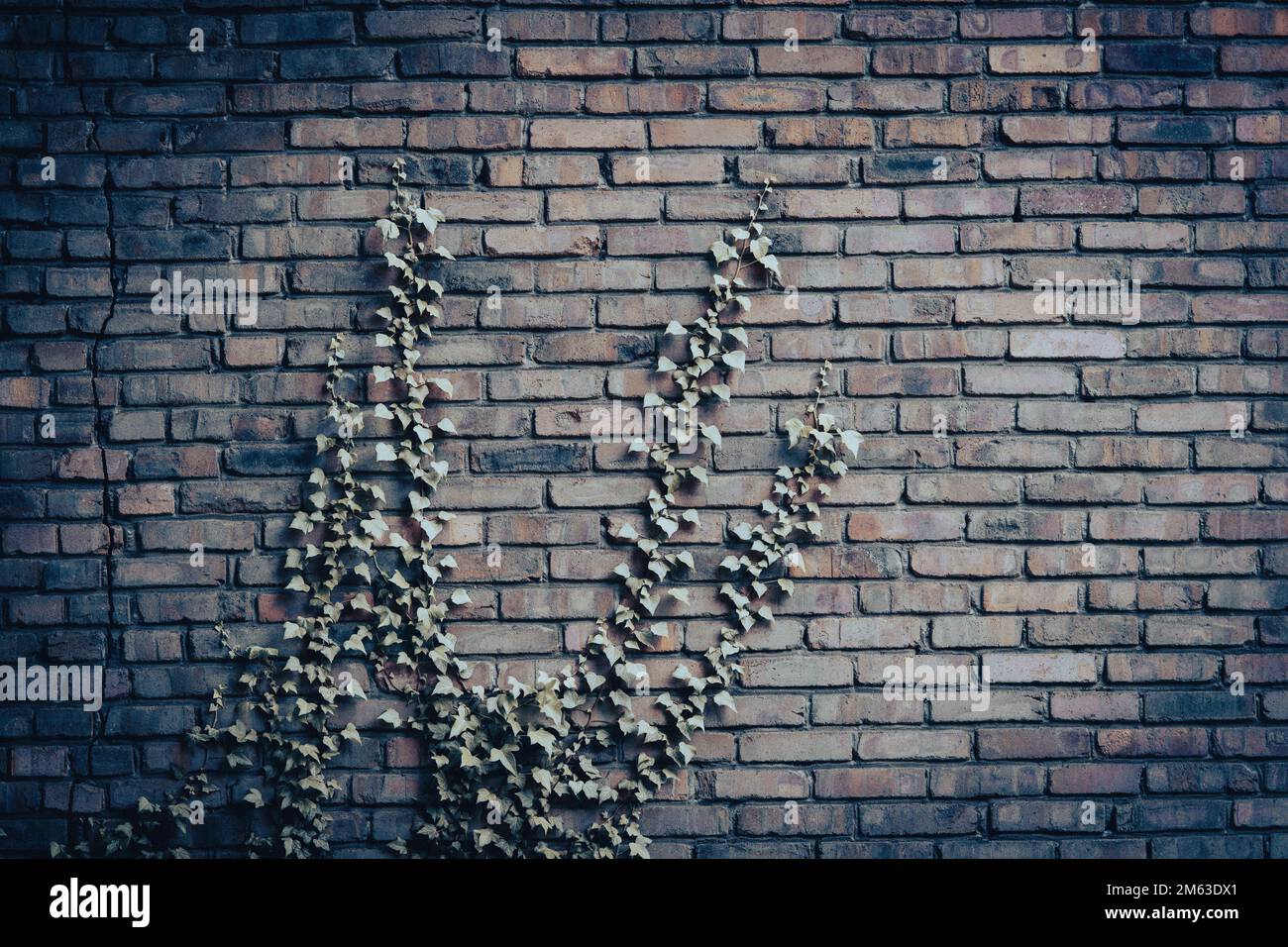 Old brick wall overgrown with ivy. Rustic background. Stock Photo