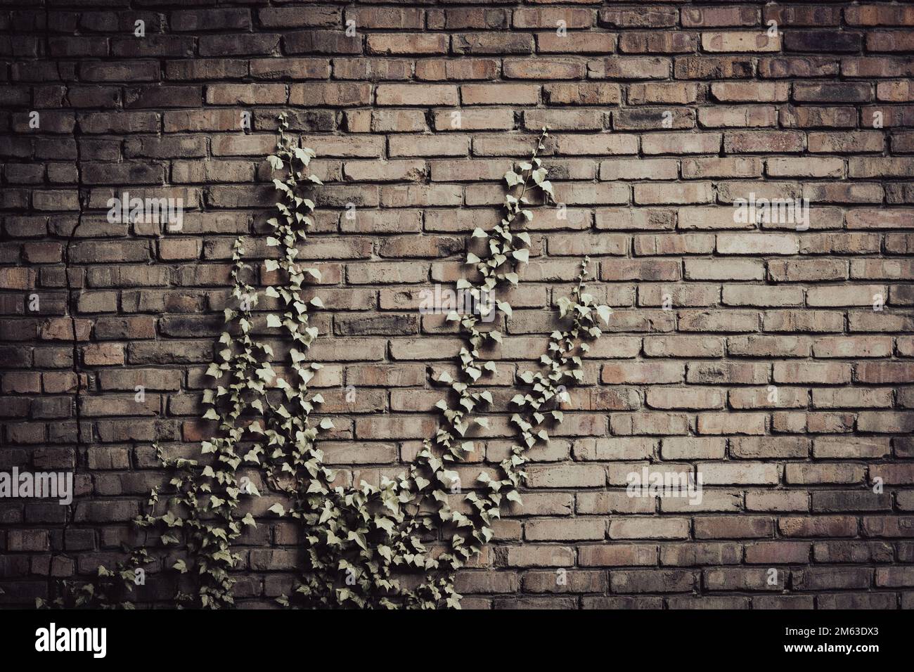 Old brick wall overgrown with ivy. Rustic background. Stock Photo