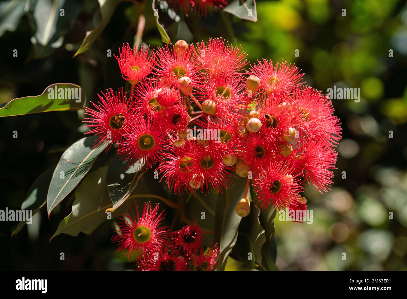 3 January 2023 A cluster of bright red flowering gum eucalyptus