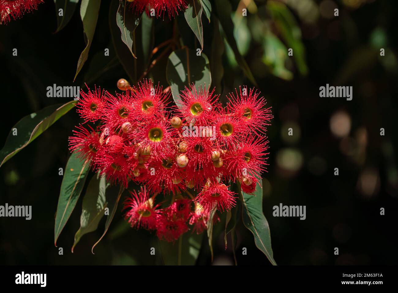 3 January 2023 A cluster of bright red flowering gum eucalyptus flowers (Corymbia Ficifolia