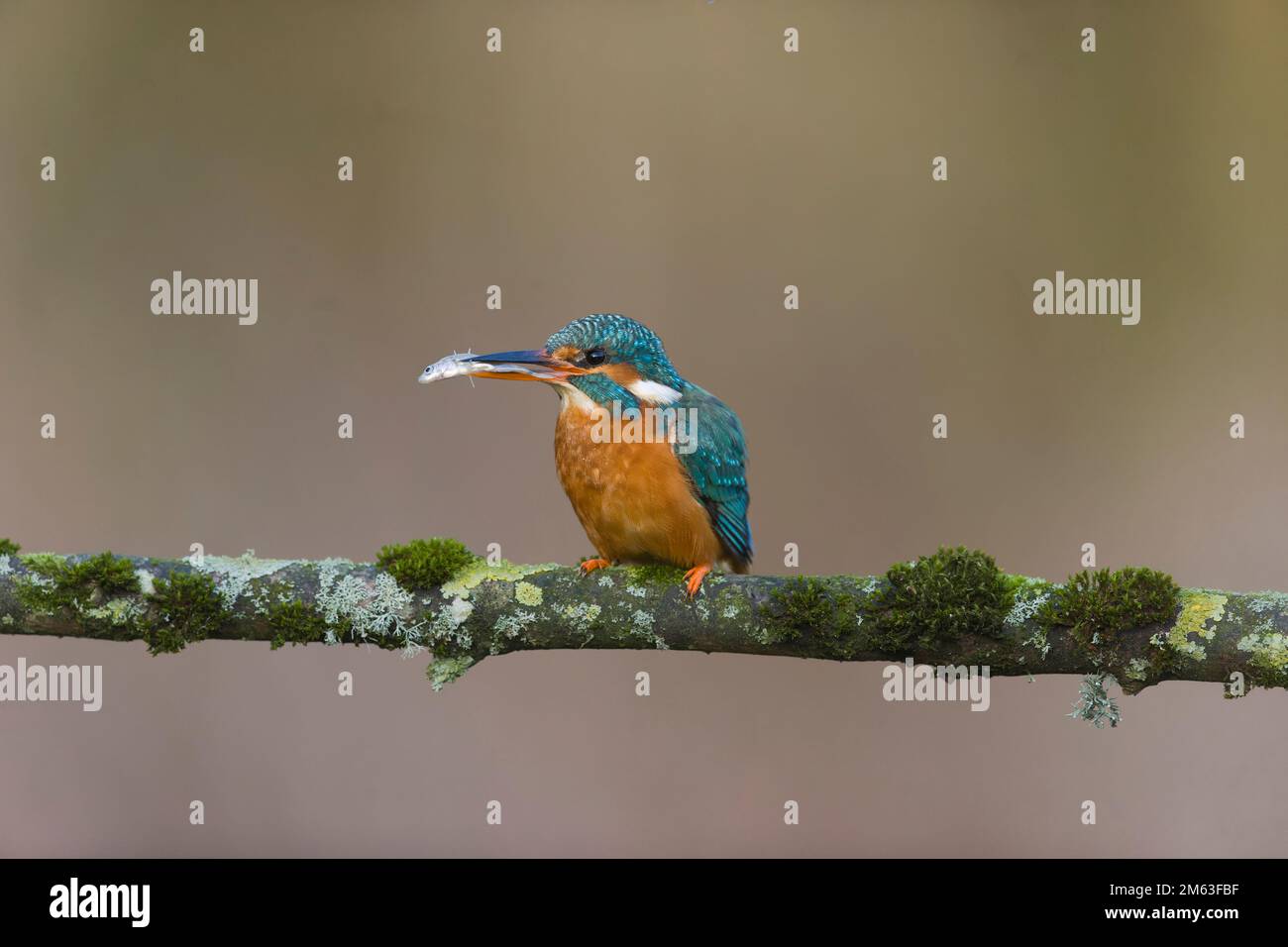 Common kingfisher Alcedo atthis, adult female perched on mossy branch with Three-spined stickleback Gasterosteus aculeatus, prey in beak, Suffolk Stock Photo