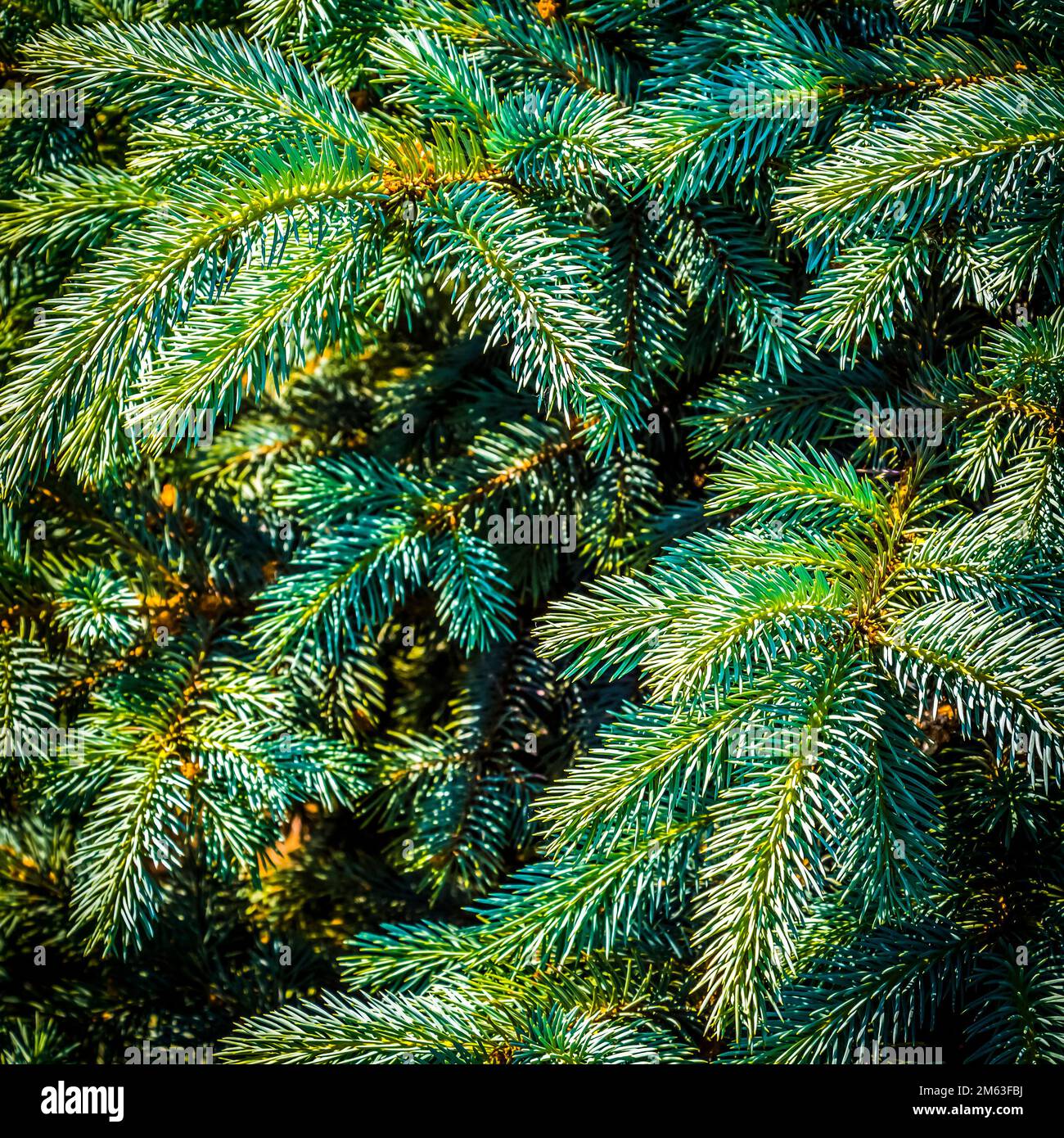 Close up fir tree branches hi-res stock photography and images - Alamy