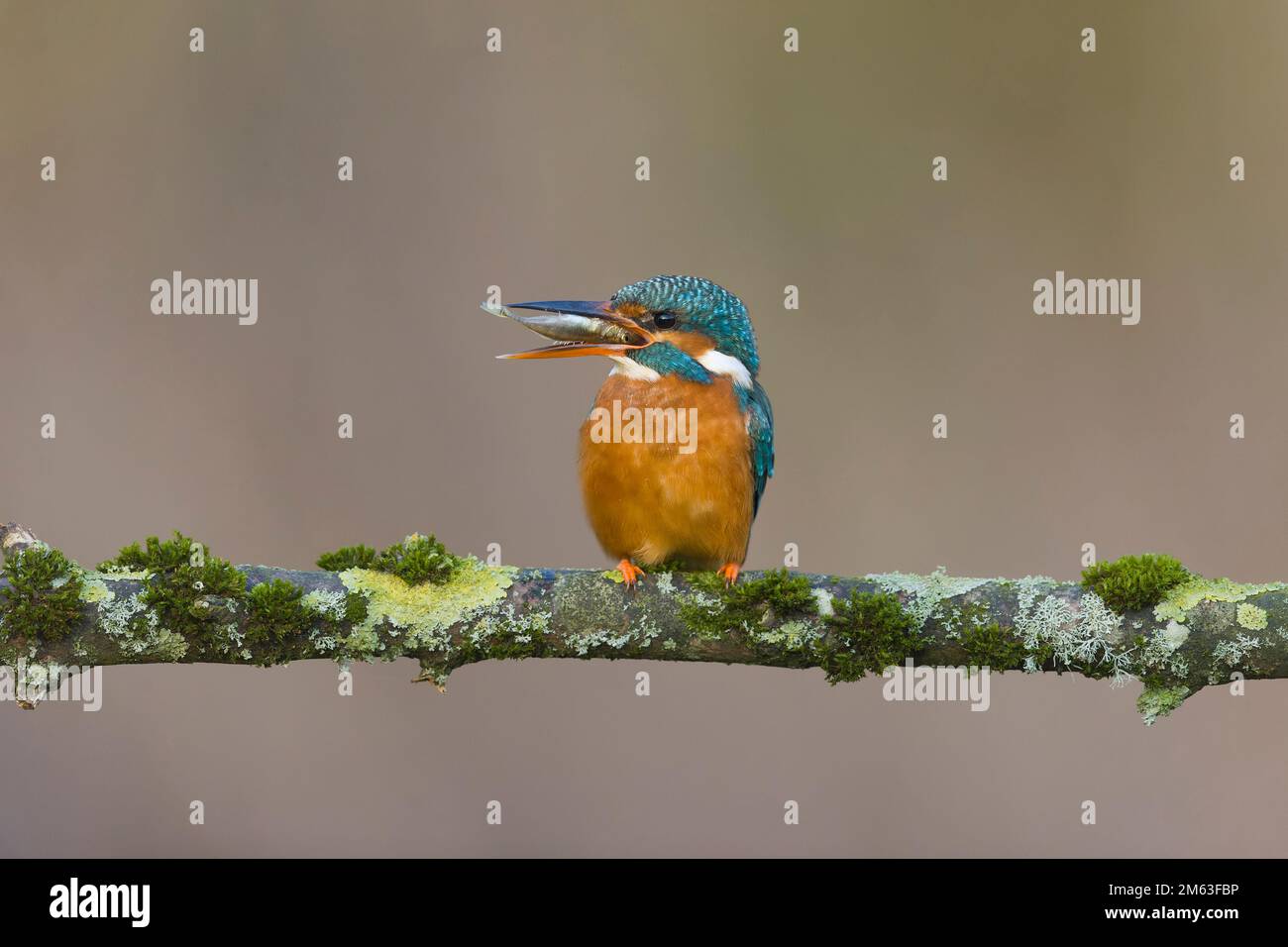 Common kingfisher Alcedo atthis, adult female perched on mossy branch with Nine-spined stickleback Pungitius pungitius, prey in beak, Suffolk, England Stock Photo