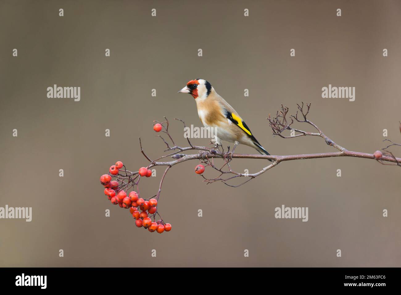 European goldfinch Carduelis carduelis, adult perched on Rowan Sorbus aucuparia, twig with berries, Suffolk, England, January Stock Photo