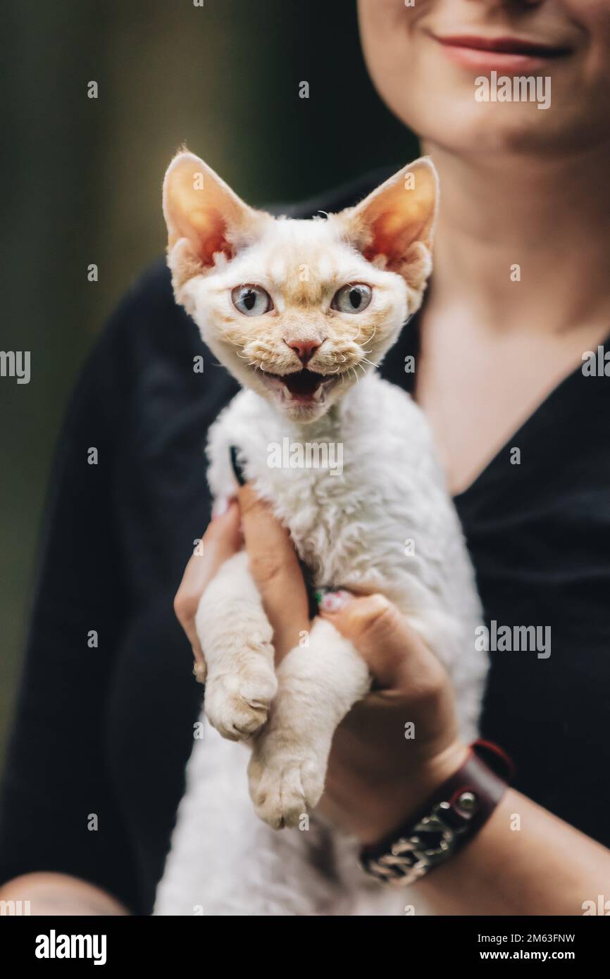 Obedient Devon Rex Cat With White Fur Color Meows While Sitting On