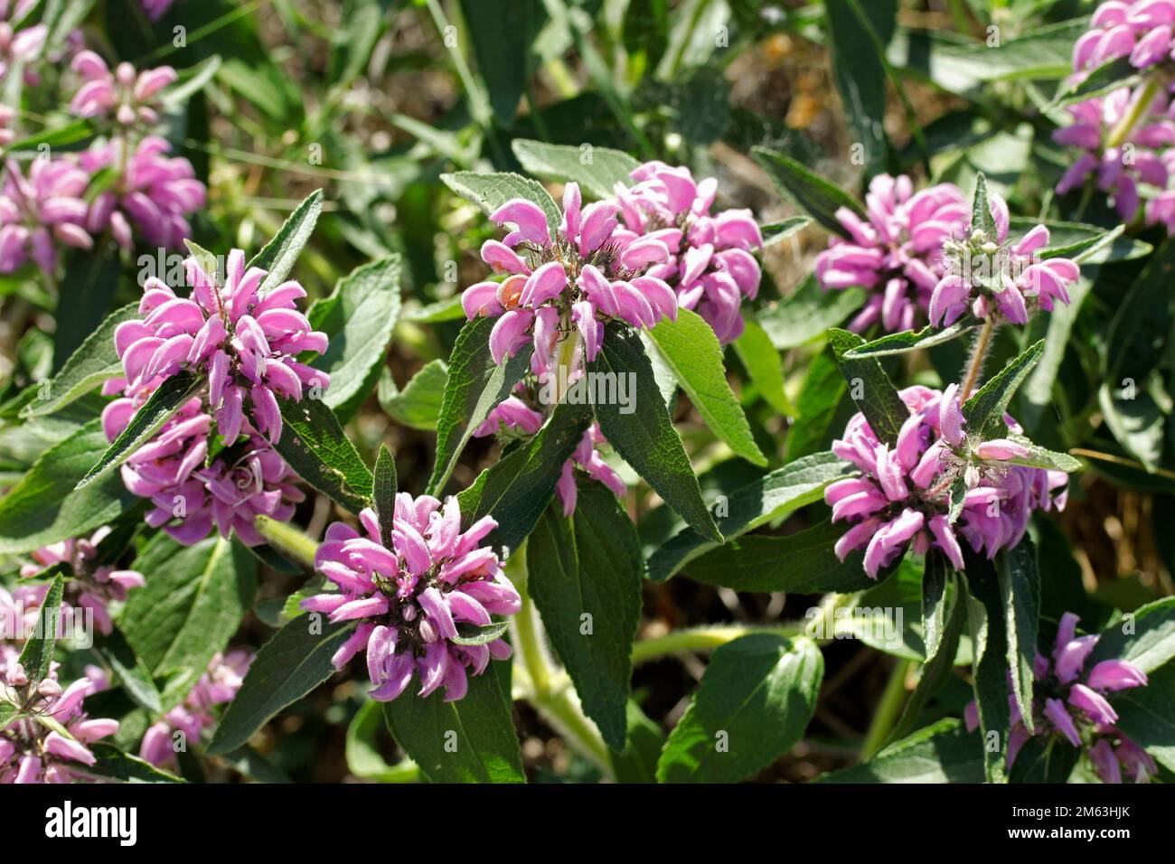 Jerusalem sage. Phlomis purpurea. Typical mditerranean plant Stock