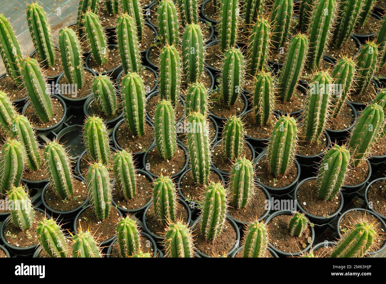 Cactus for sale. Cereus sp Stock Photo Alamy