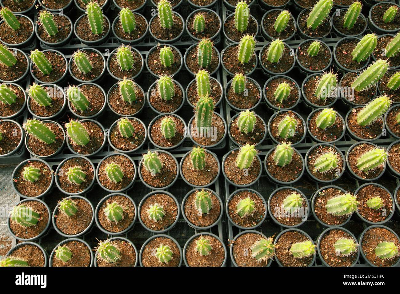 Cactus for sale. Cereus sp Stock Photo Alamy