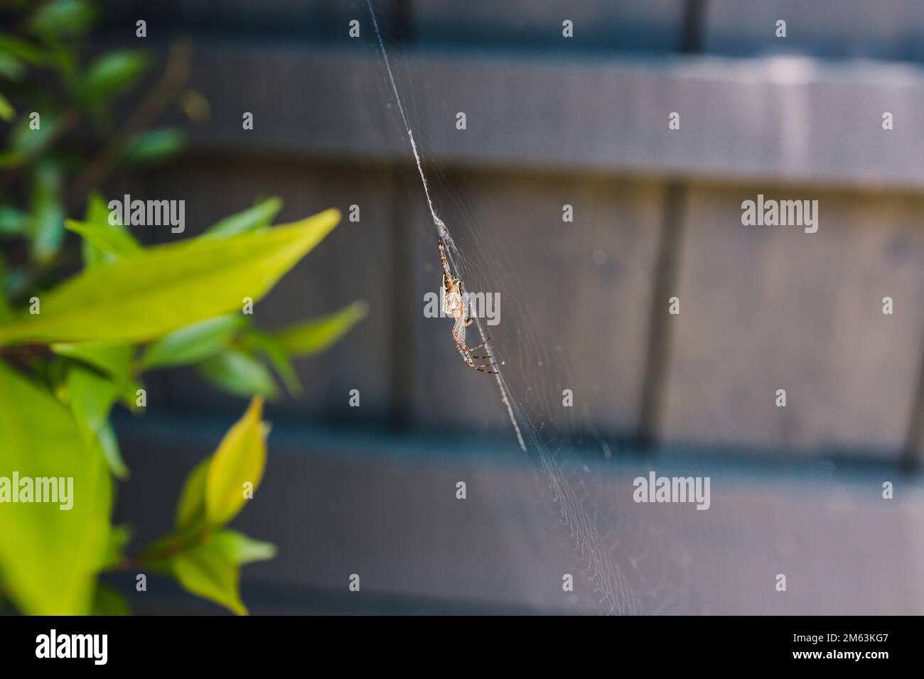close-up of spider on its own spiderweb shot at shallow depth of field in tropical backyard Stock Photo