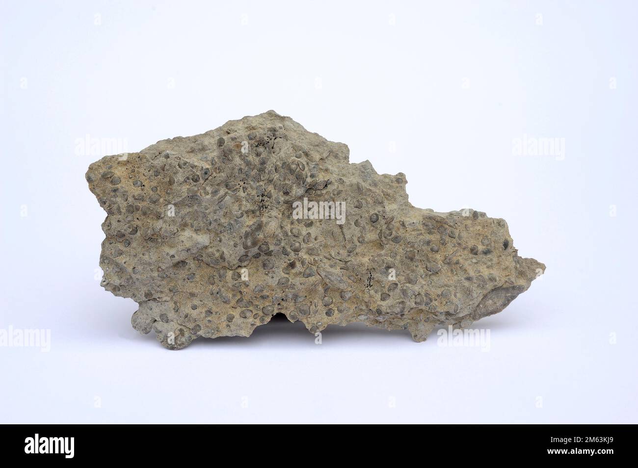 Nummulitic limestone (fossils). This photo was taken in Tavertet