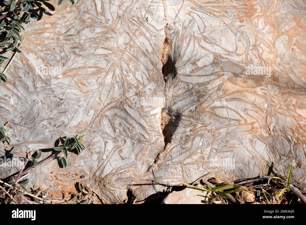 Fossils sedimentary rock hi-res stock photography and images - Alamy