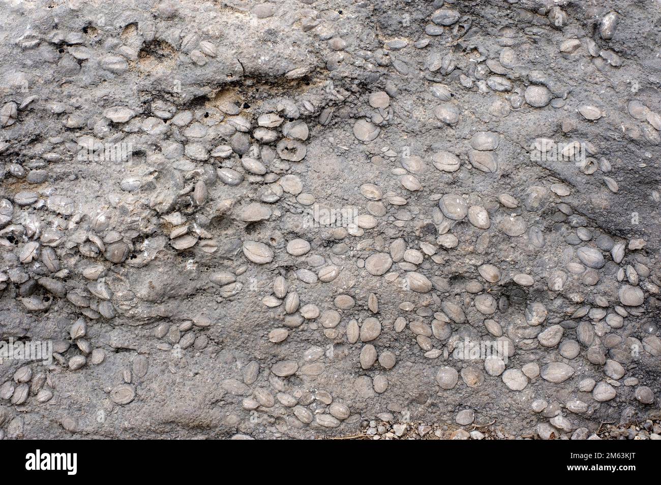 Nummulitic limestone (fossils). This photo was taken in Rupit, Barcelona; Catalonia, Spain Stock