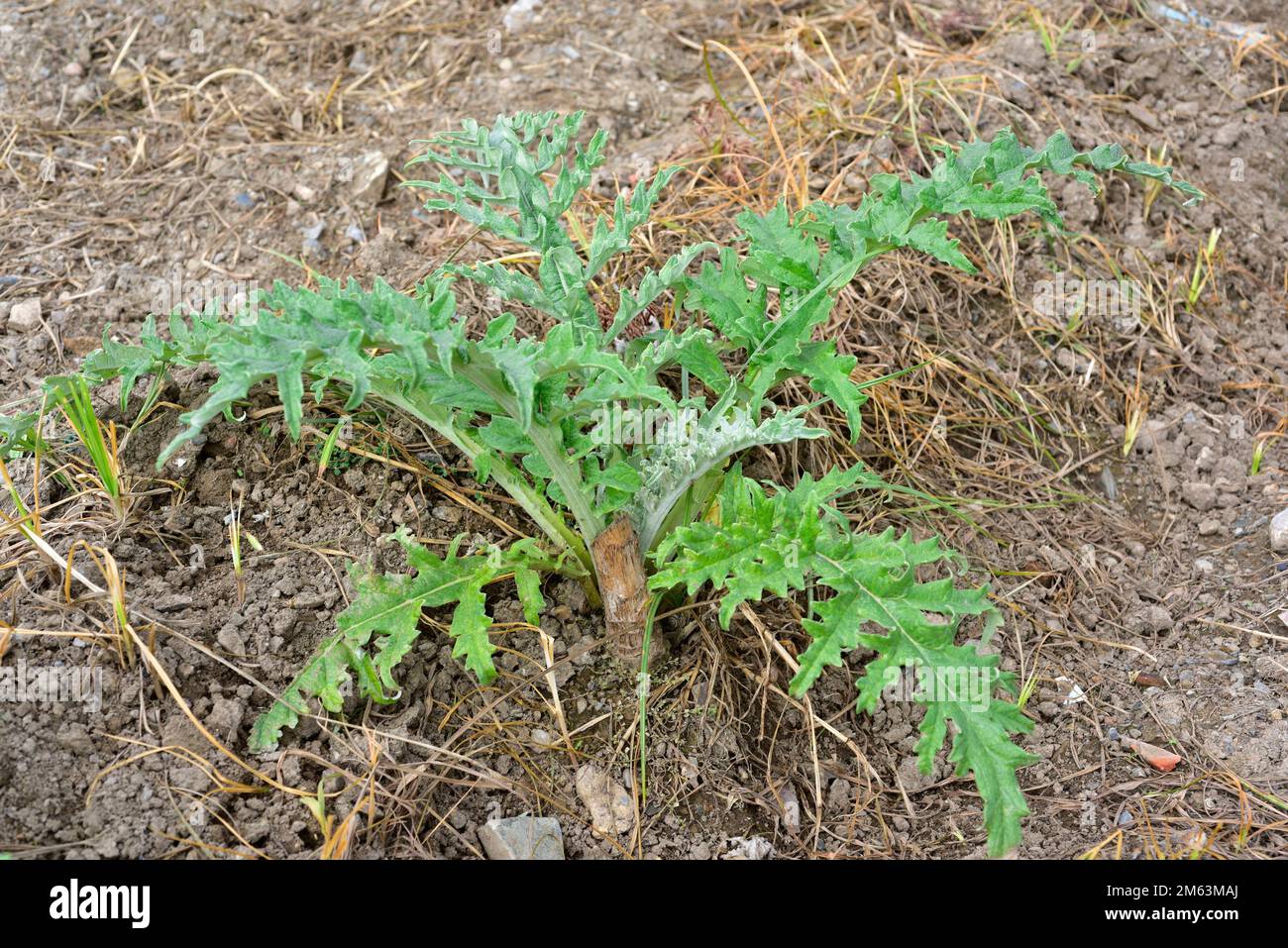 Regrowthing globe artichoke (Cynara scolymus or Cynara cardunculus