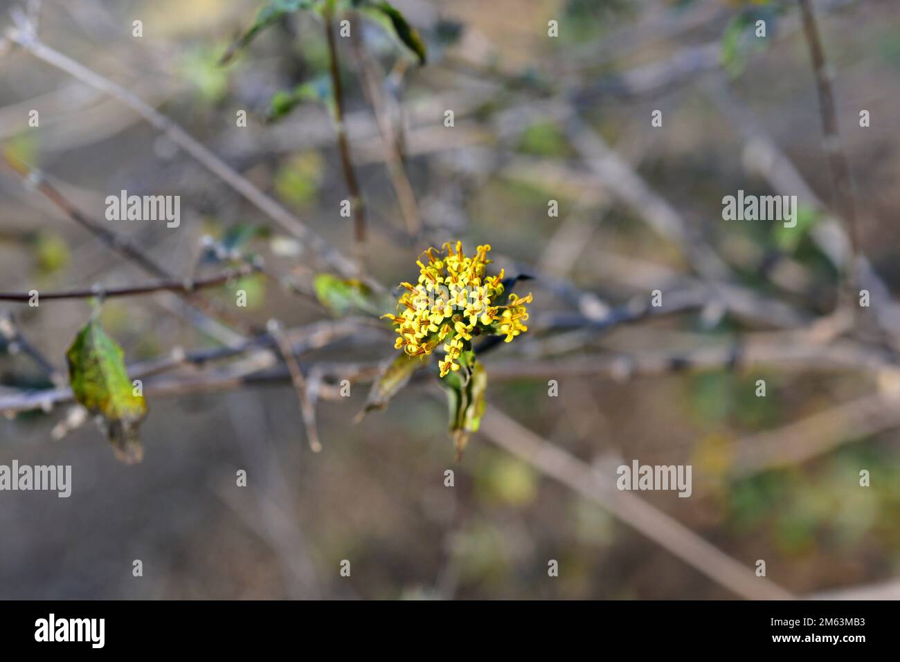 Doll's head (Lagascea decipiens) is a shrub native to western Mexico