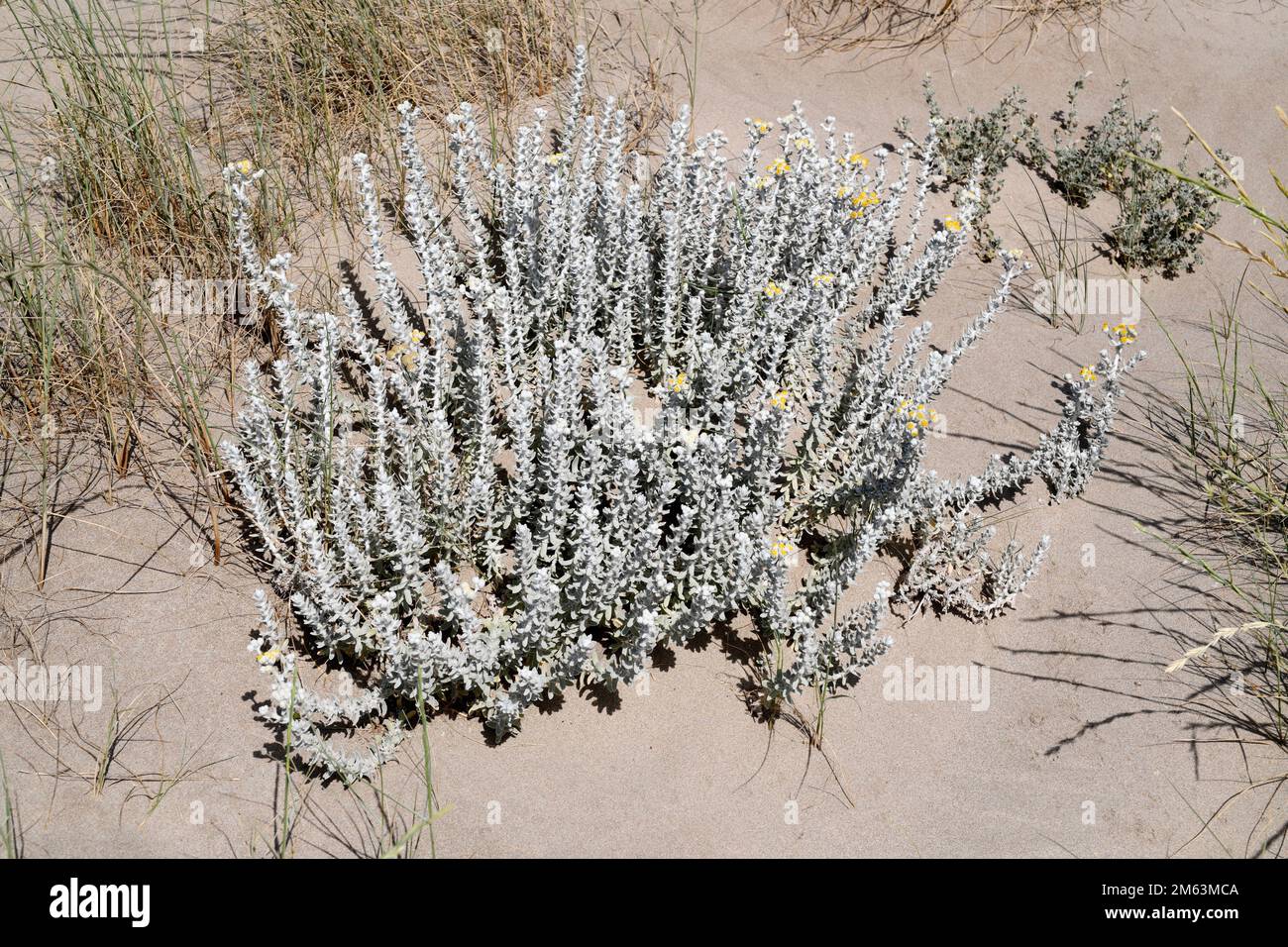 Cotton weed plant (Otanthus maritimus) is a perennial herb native to