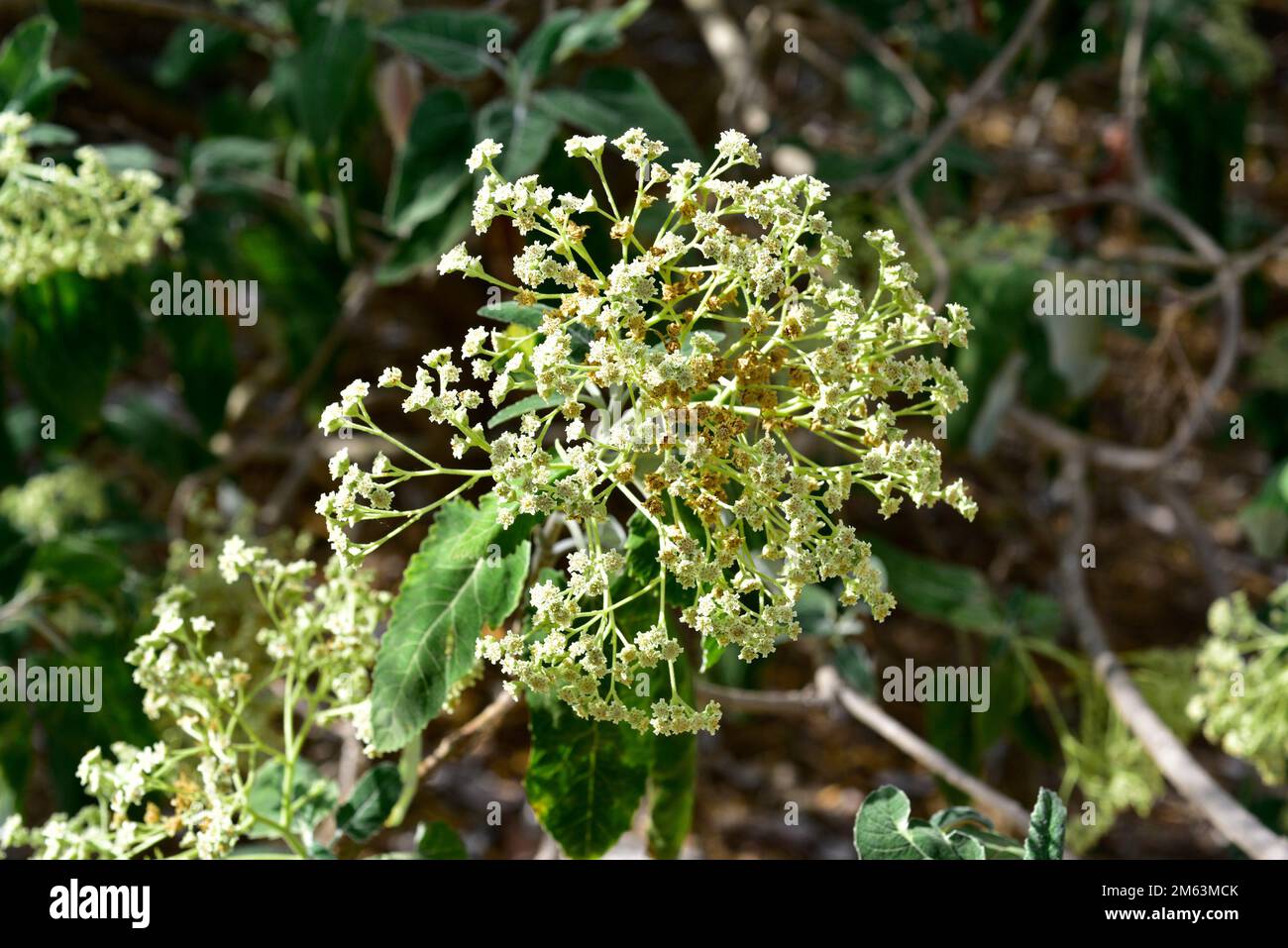 Ciguapa or otatillo (Parthenium tomentosum) is a small tree native to arid regions of Mexico. Inflorescence detail. Stock Photo