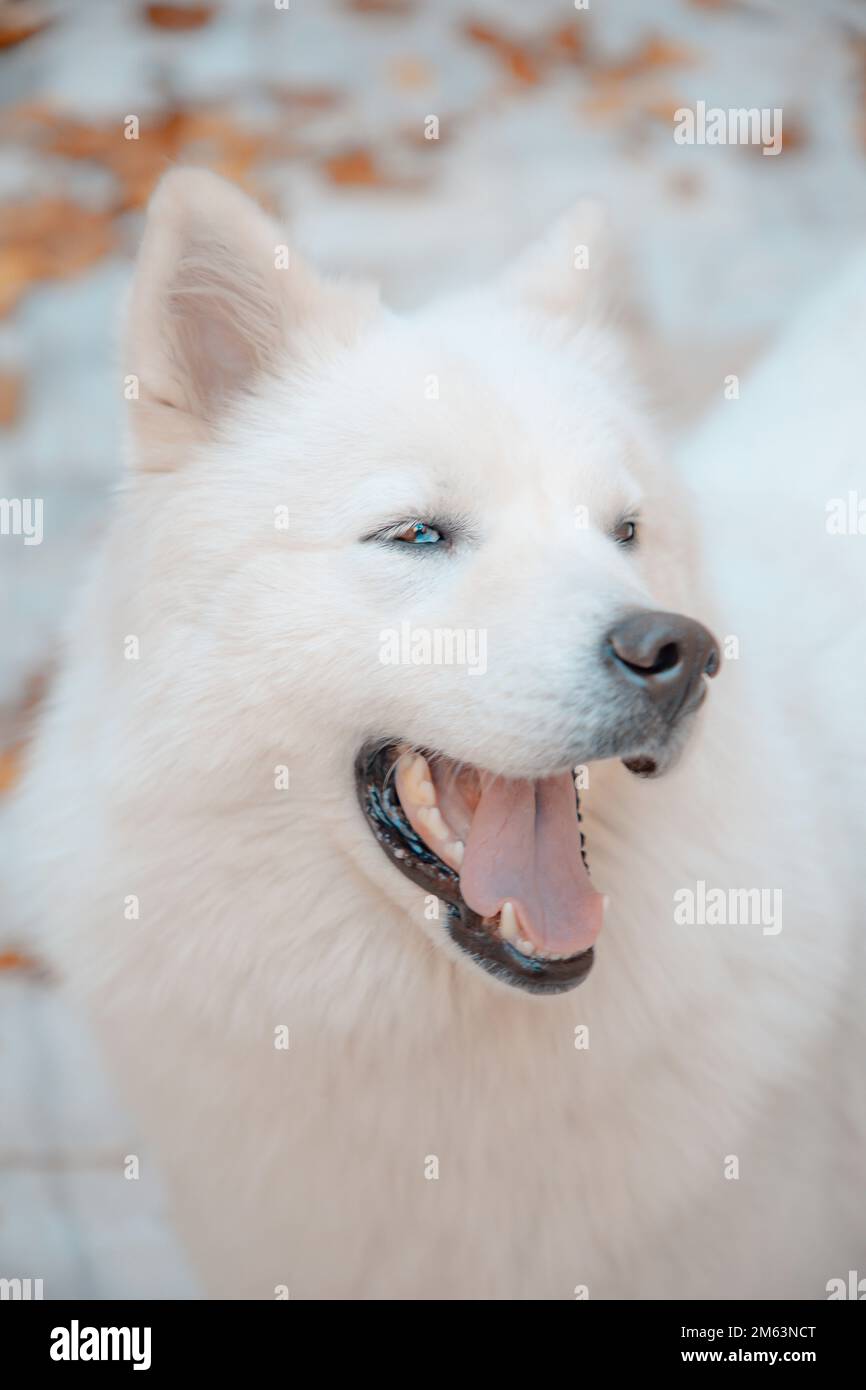 dog Stock Photo