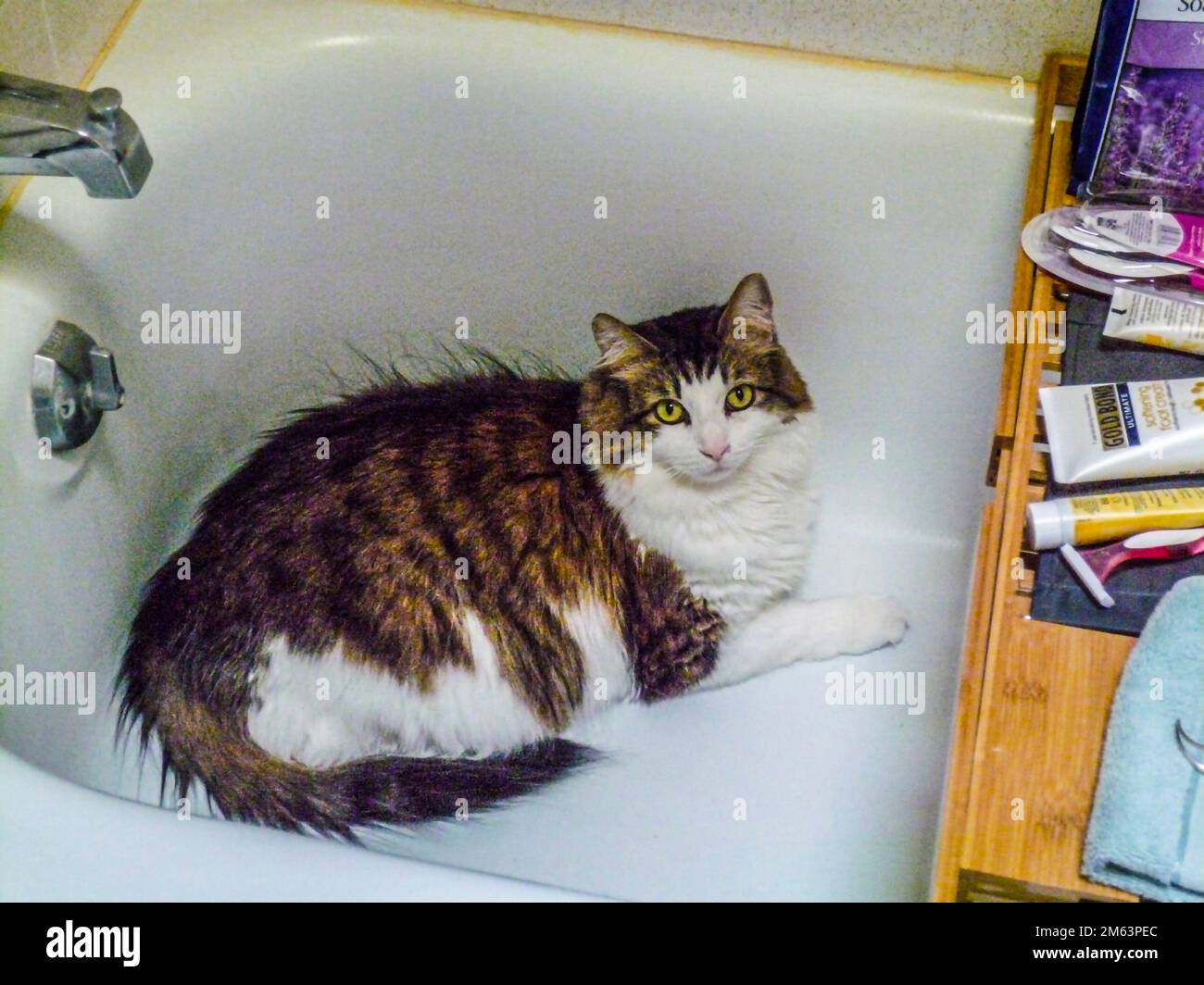 Cat in the bathtub. A cat in the bathtub is not something you usually