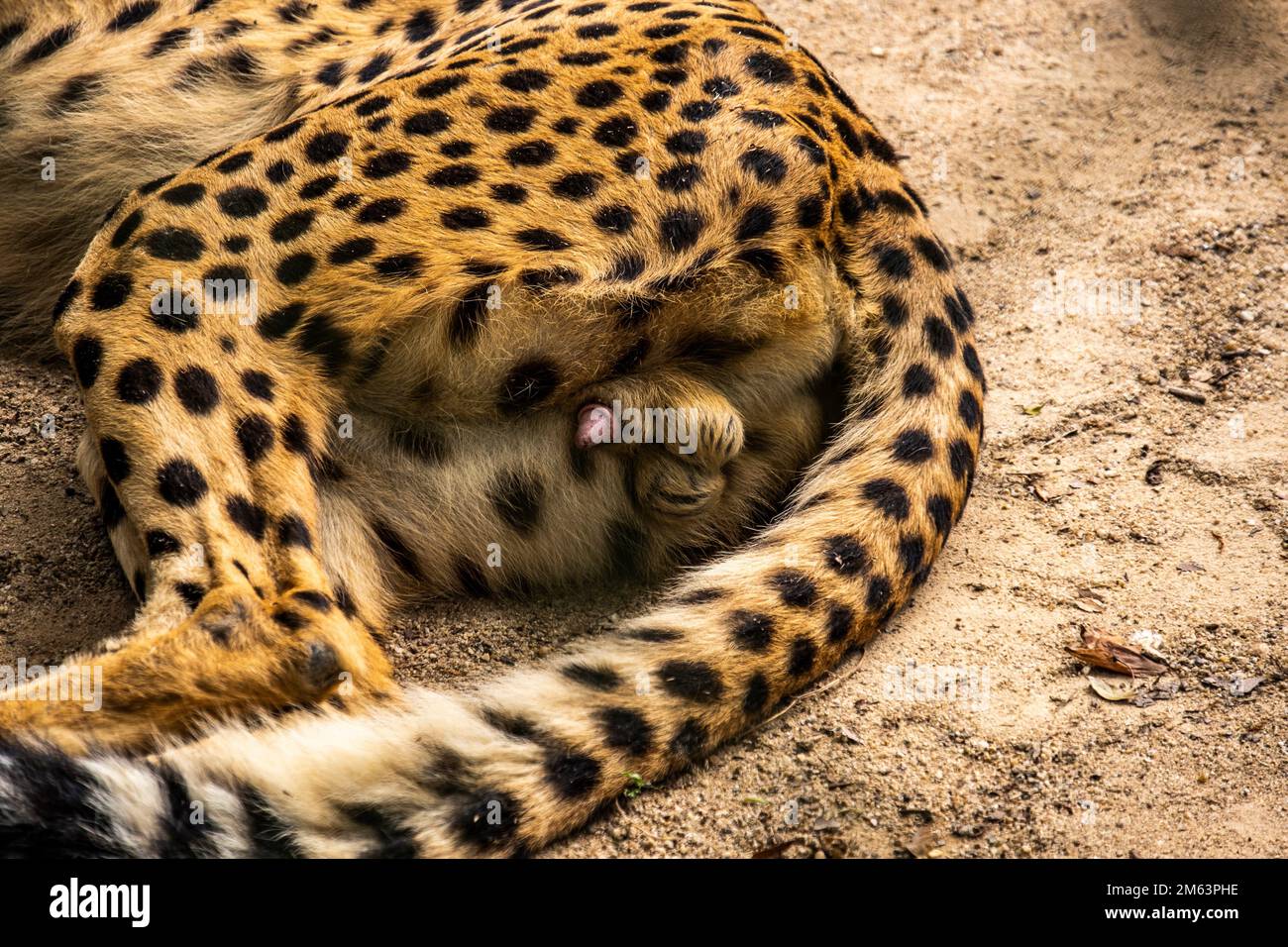 Genitals of a serval cat in captivity in a zoo in Kuala Lumpur
