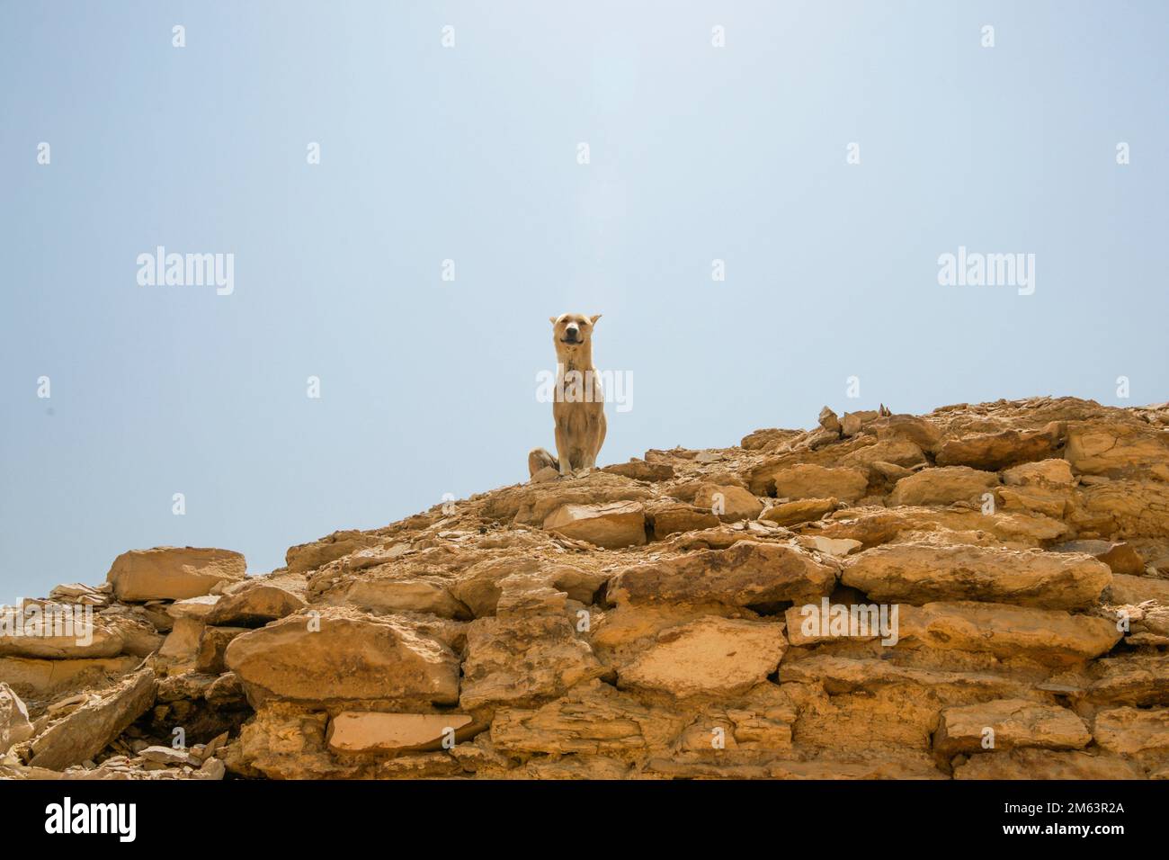 Sentinel dog. Step Pyramid of Djoser complex. Saqqara Pyramid complex