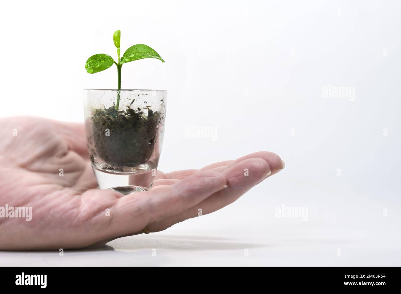 Hand holding a small plant, a seedling of a lemon tree in a small glass, green business concept for nature care, patience, and growth to success, whit Stock Photo