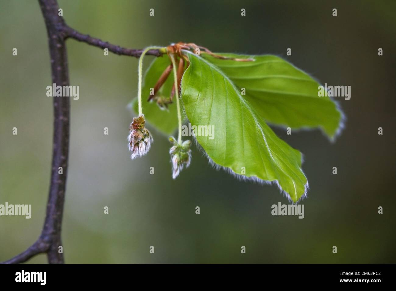 Hairy male flowers and leaves on a branch of the common beech tree (Fagus sylvatica) in spring, dark green background, copy space, selected focus, ver Stock Photo