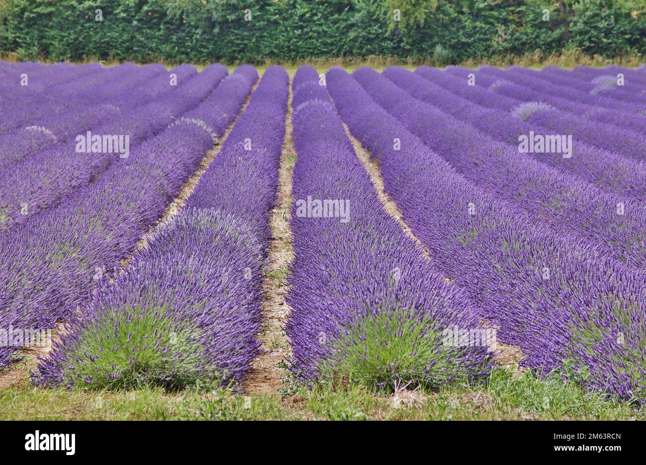 A lavender field near Sevenoaks in Kent, UK Stock Photo