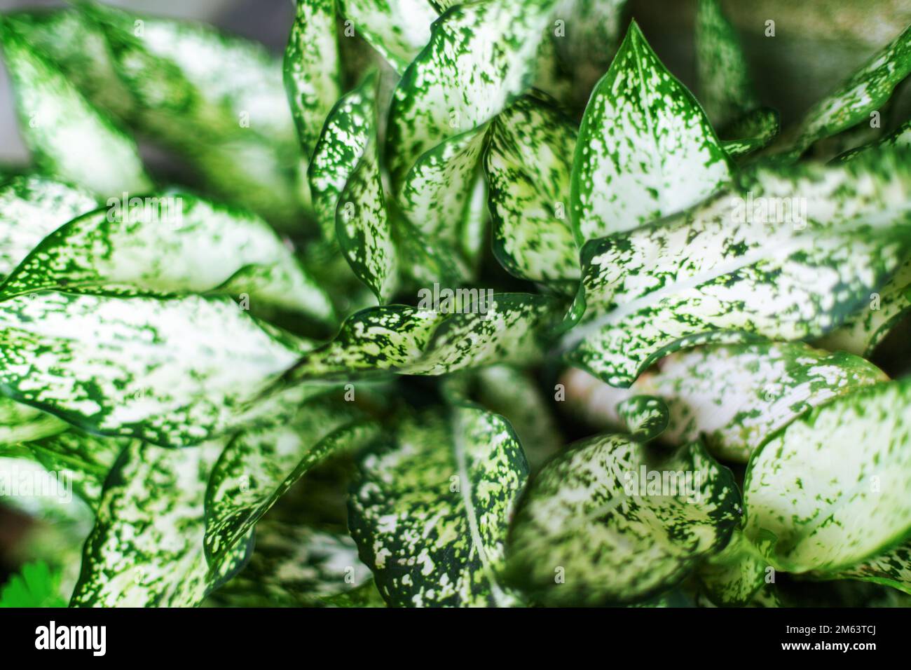 Aglaonema snow white hi-res stock photography and images - Alamy