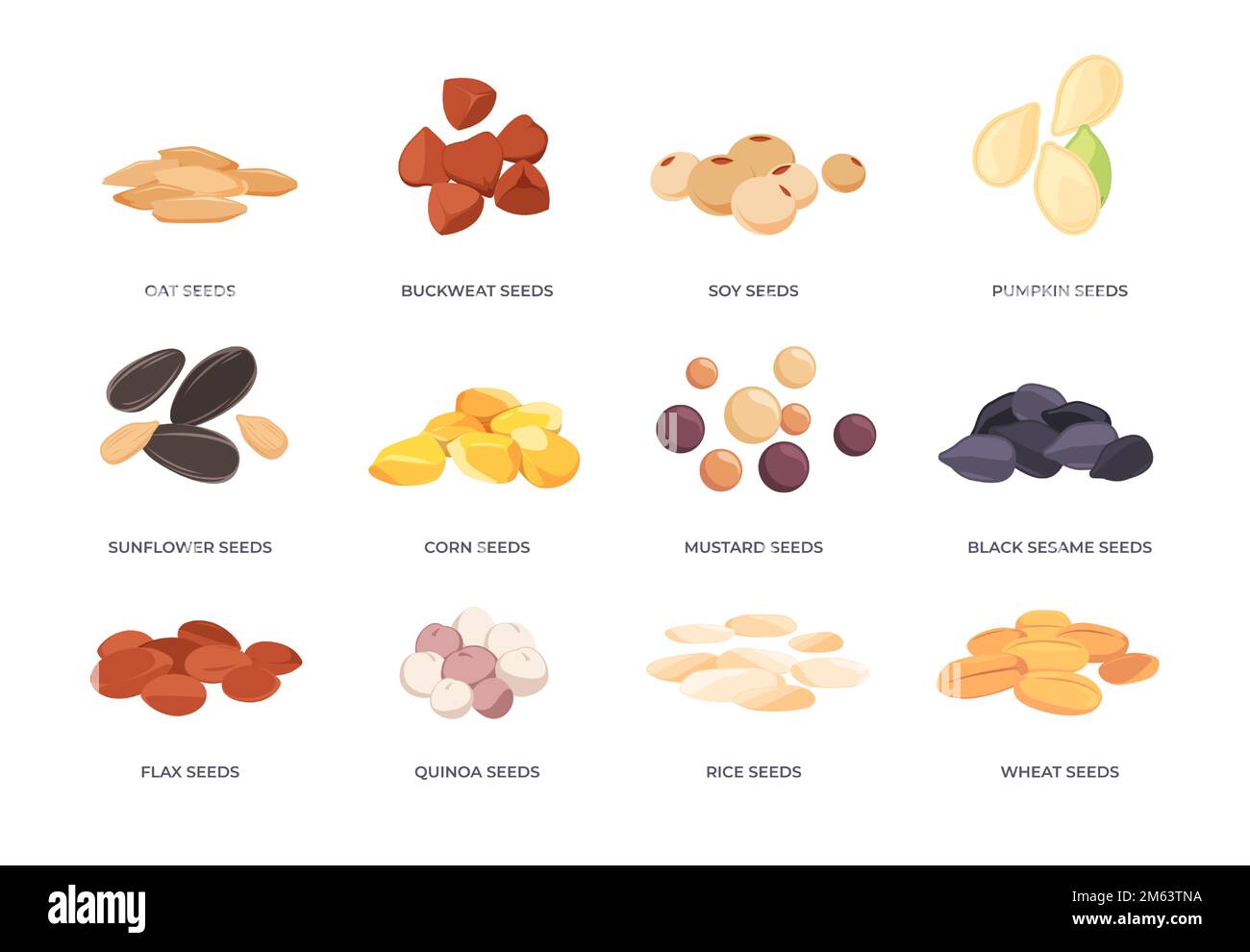 Cartoon seeds. Plant grain germination flat style, corn buckwheat flax ...