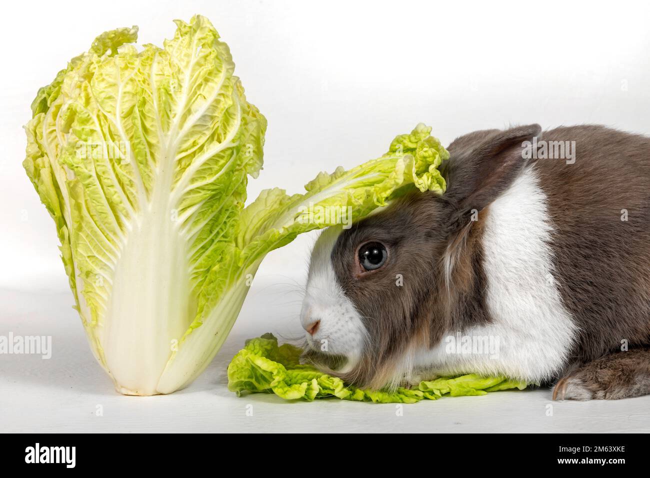 Portrait of a gray rabbit with green cabbage on a white background. Pet