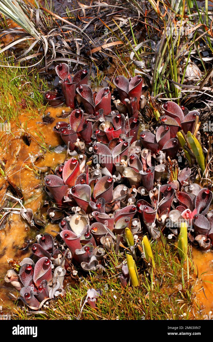 Heliamphora pulchella in natural habitat with young shoots of Brocchinia reducta on Amuri Tepui, Venezuela Stock Photo