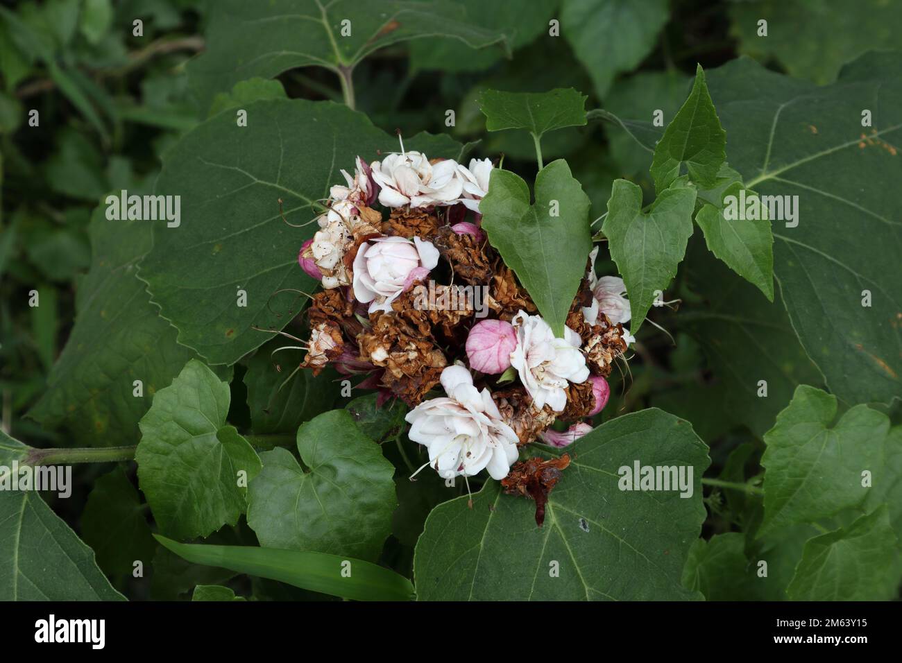Flower cluster of a Glory Bower plant (Clerodendrum Chinense). The flower cluster consists with flower buds, blooming flowers, mature flowers Stock Photo