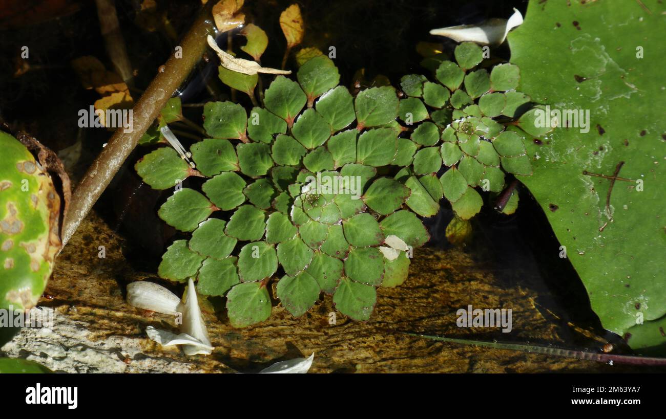 Overhead view of Mosaic flower plant (Ludwigia Sedioides) in a small pond Stock Photo