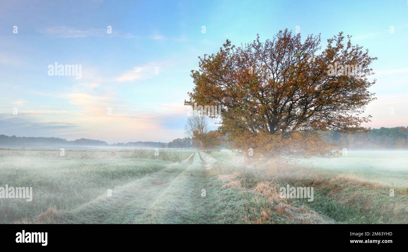 Nebliger Morgen um Mantinghausen Stock Photo