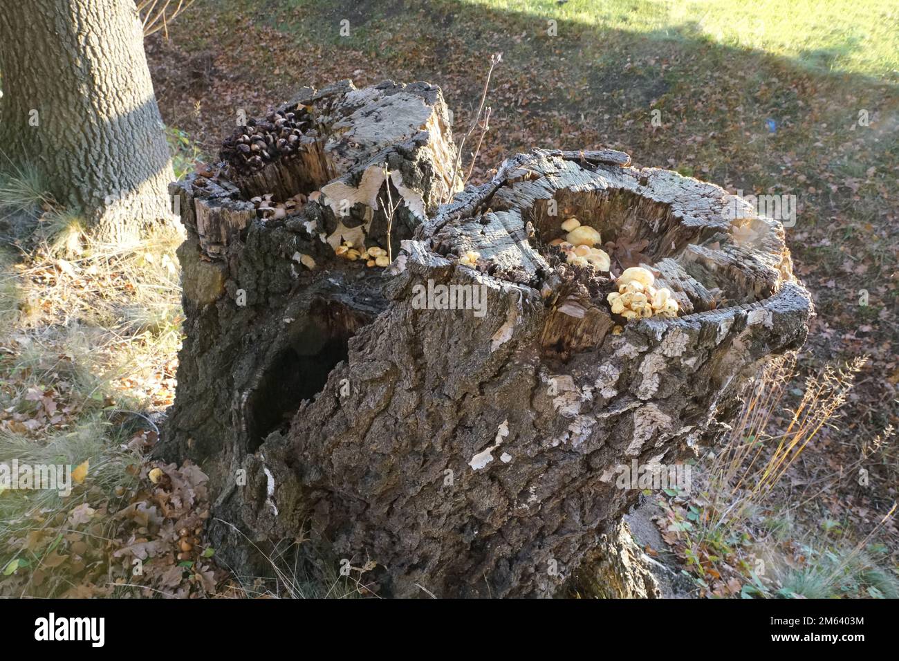 Pilzgruppe im abgestorbenen Baumstumpf Stock Photo