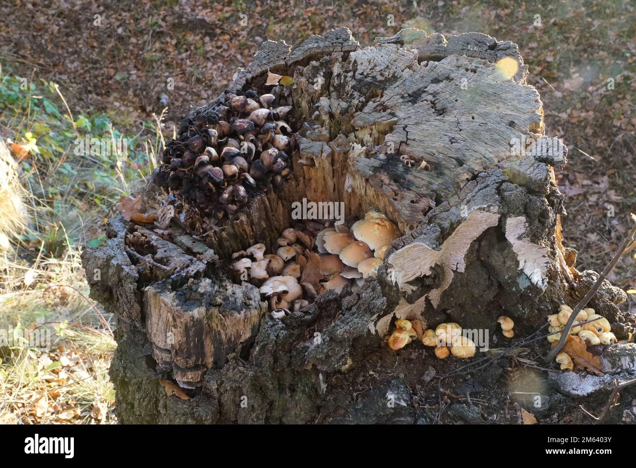 Pilzgruppe im abgestorbenen Baumstumpf Stock Photo