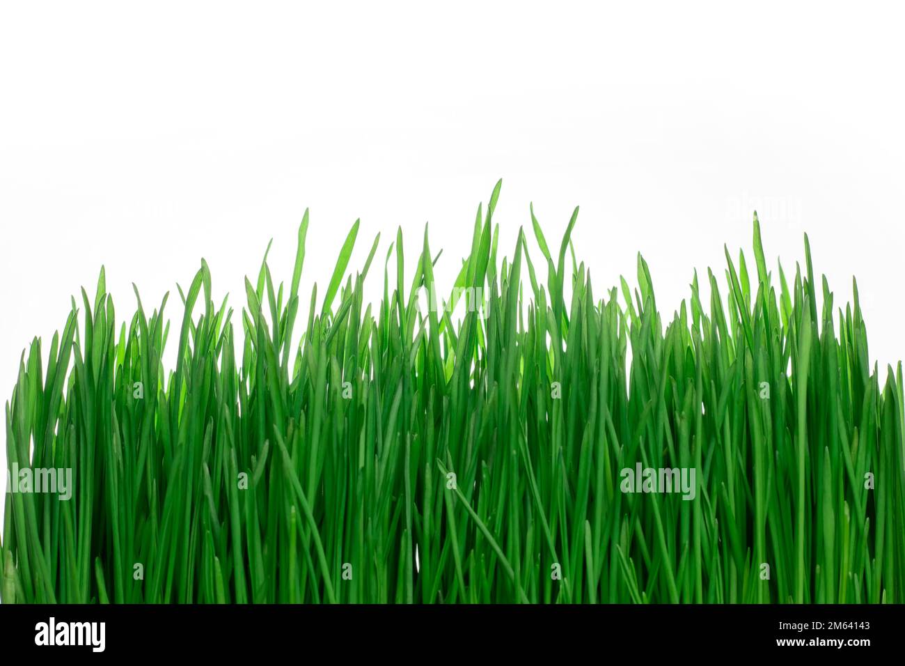 Isolated green grass on a white background Stock Photo - Alamy