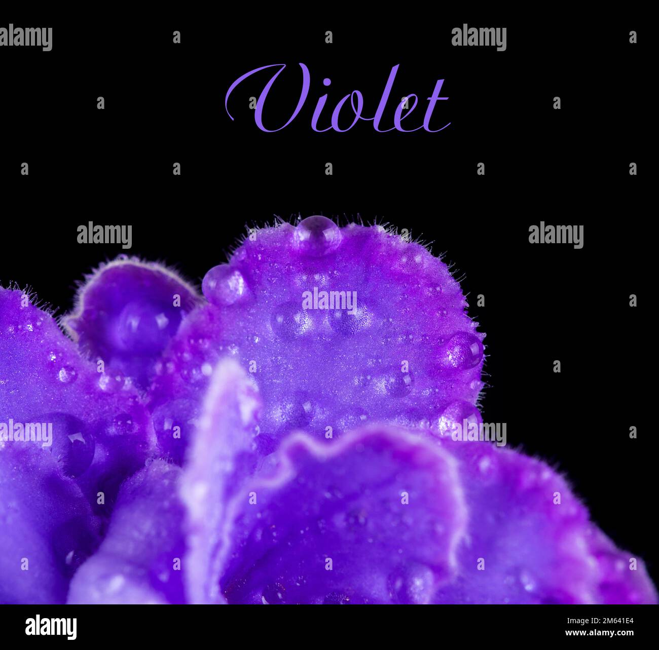 Violet petals with drops on a black background close up. Stock Photo