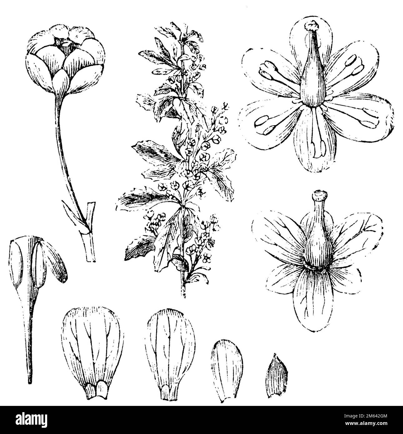 Asian barberry, Berberis asiatica,  (garden book, 1877), Asiatische Berberitze, Berberis asiatica Stock Photo