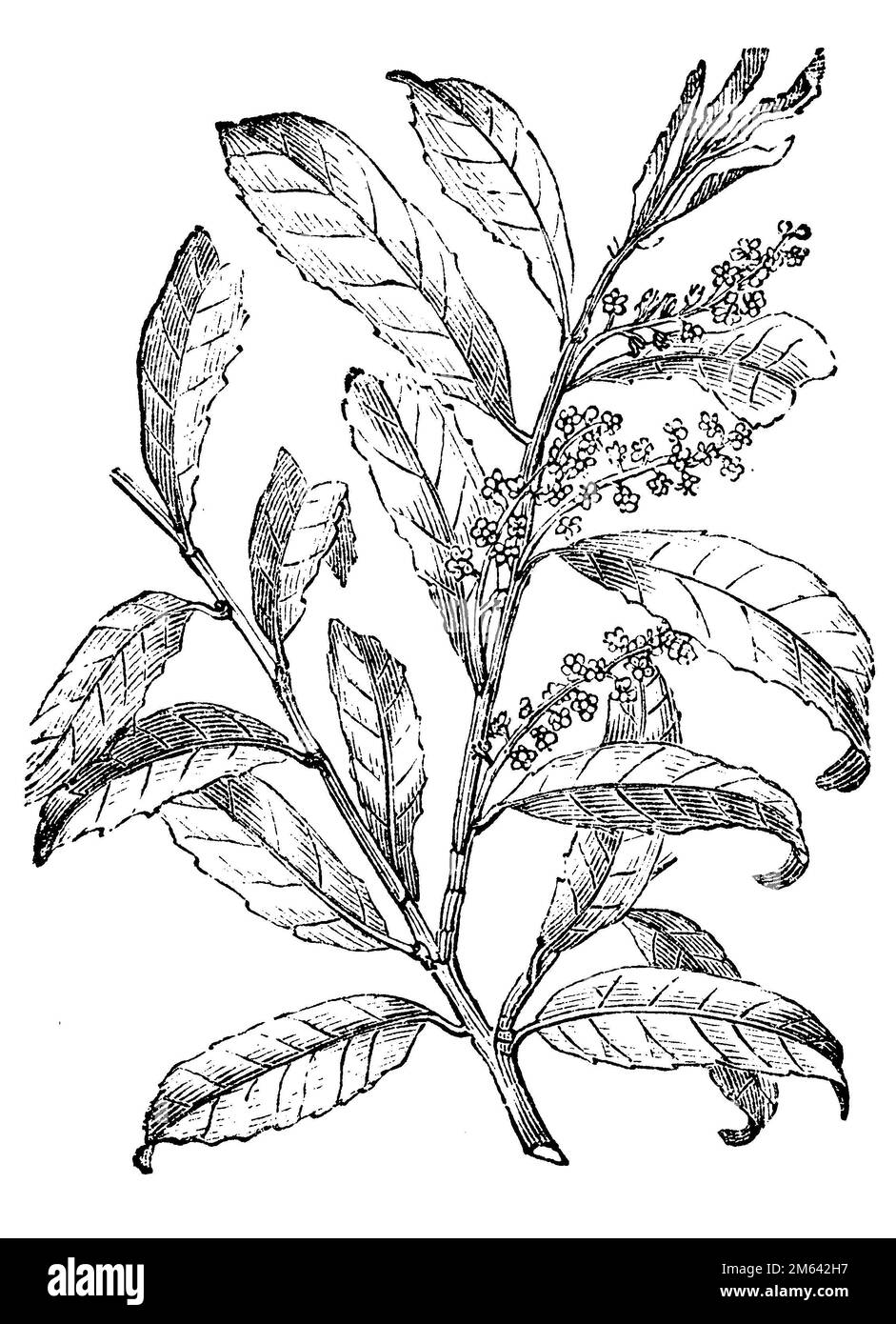 Prunus laurocerasus, Prunus laurocerasus,  (garden book, 1877), Lorbeerkirsche, Laurier-cerise Stock Photo
