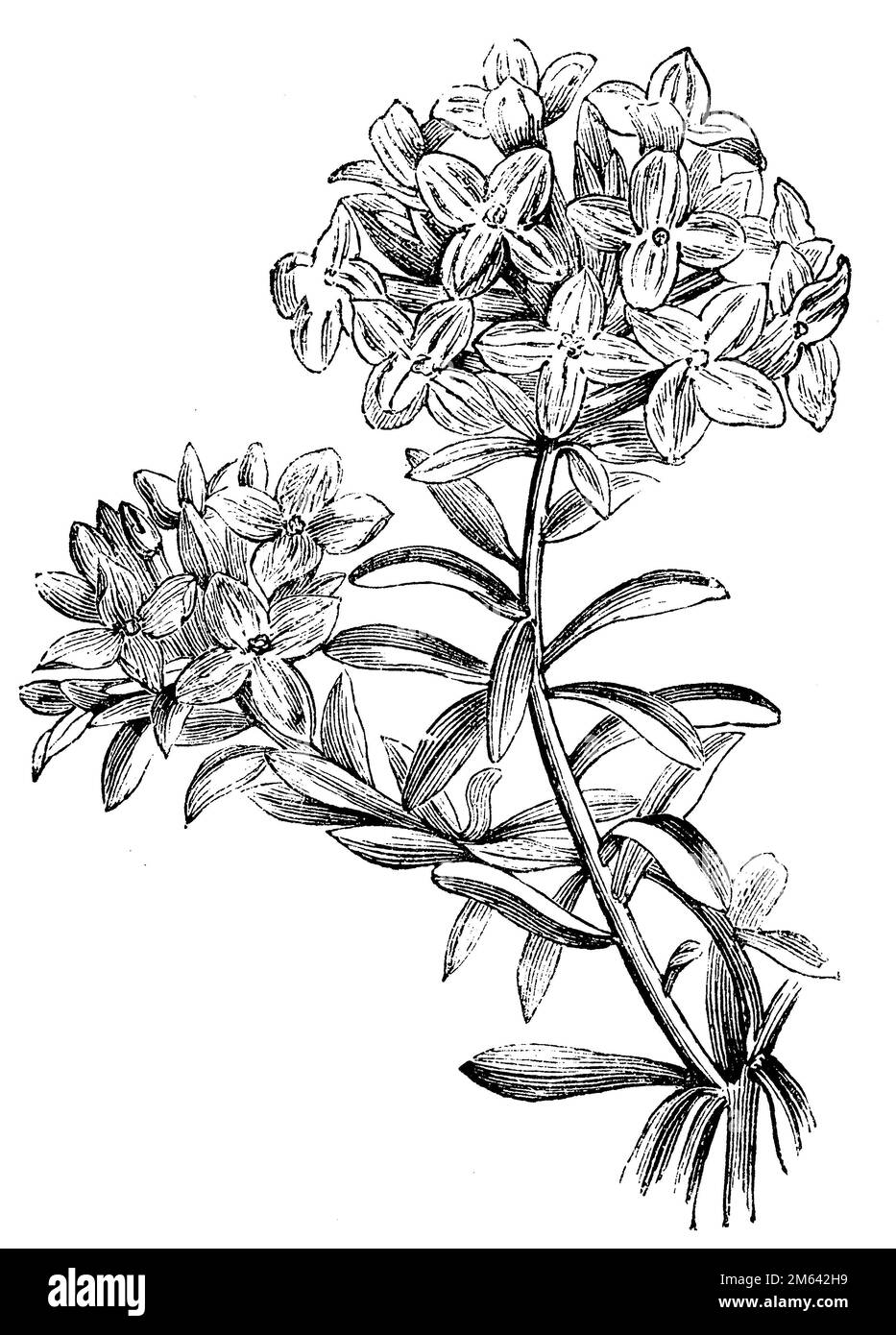 rose daphne, Daphne cneorum,  (garden book, 1877), Rosmarin-Seidelbast, daphné camélée Stock Photo
