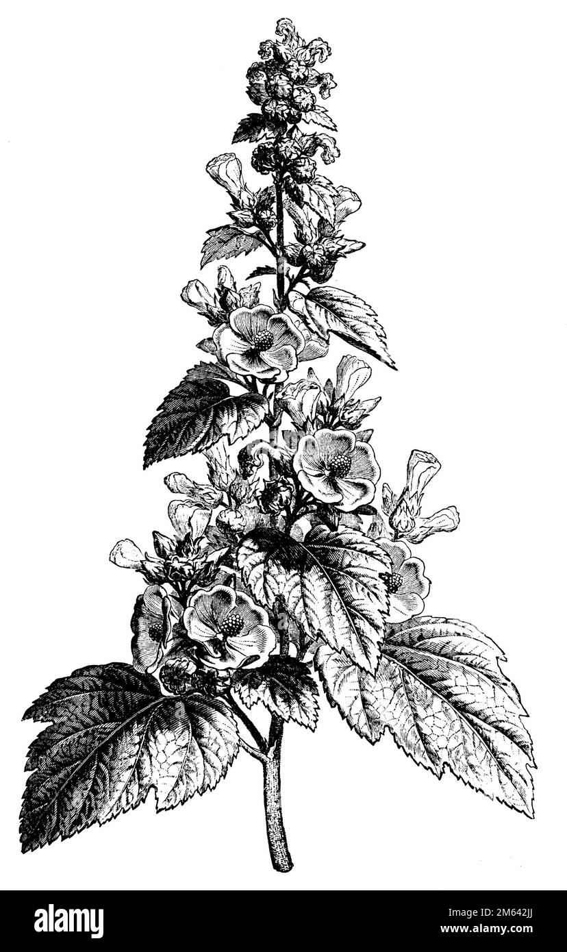 common marshmallow, Althaea officinalis,  (botany book, 1905), Echter Eibisch, Guimauve officinale Stock Photo