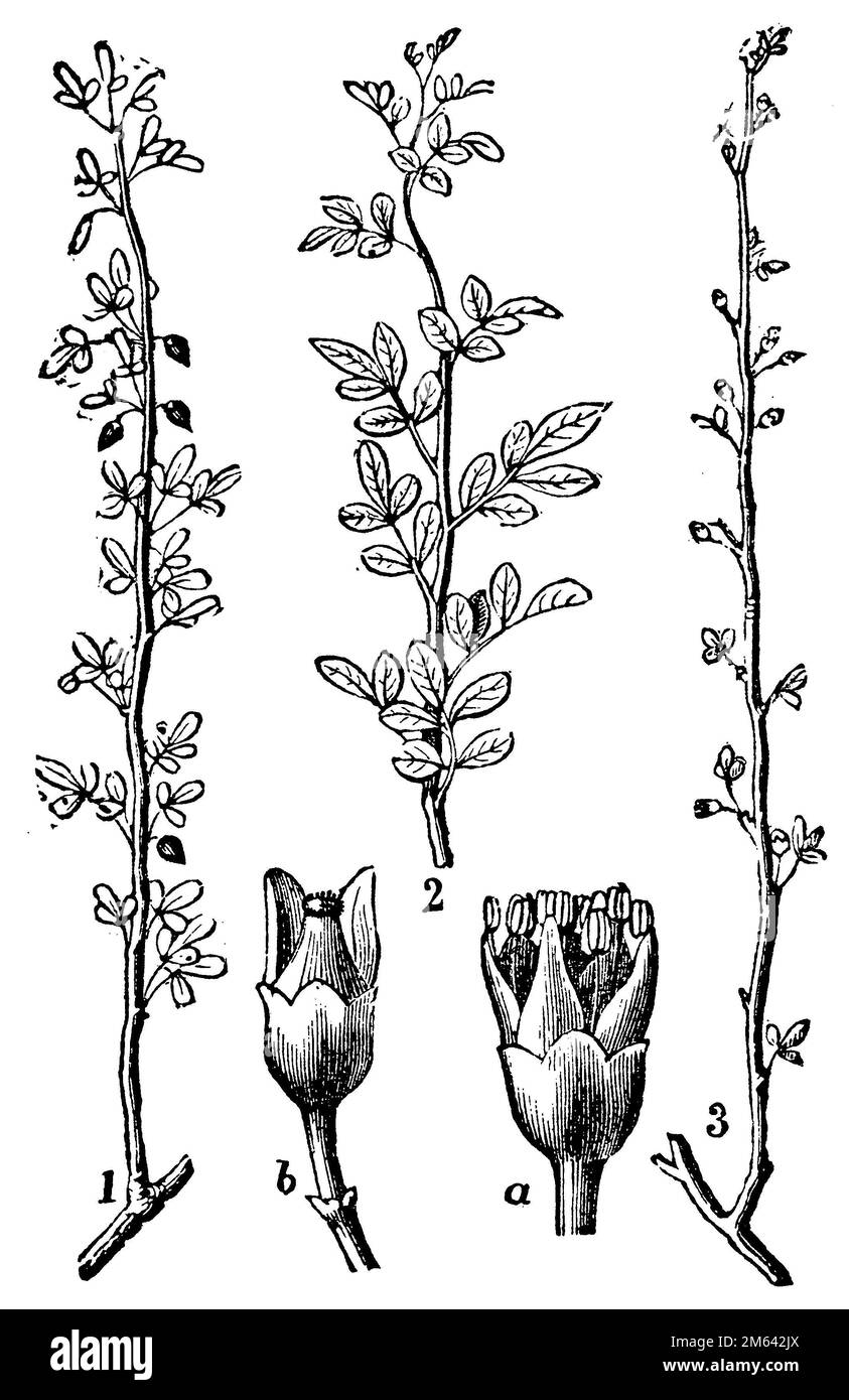 Arabian balsam tree, Commiphora gileadensis,  (religion history book, 1885), Arabischer Balsambaum, Baumier de la Mecque Stock Photo