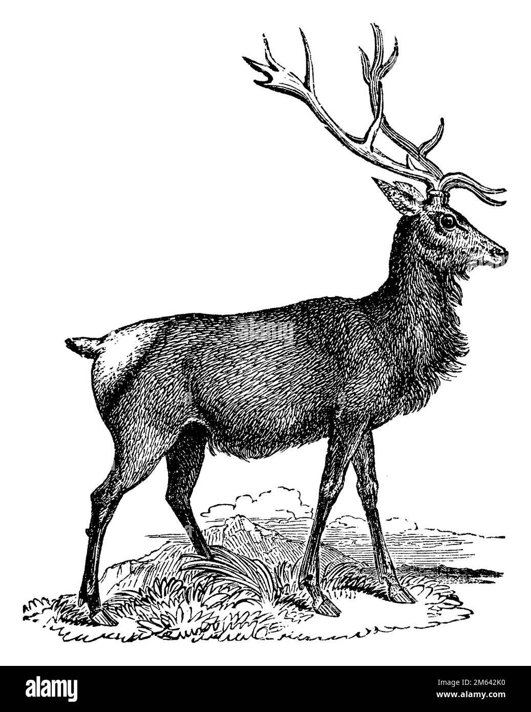 Red Deer, Cervus elaphus,  (religion history book, 1885), Rothirsch, cerf élaphe Stock Photo